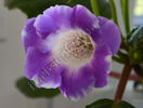 xGlosinningia Luci s Elegance