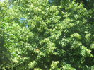 in natura 017