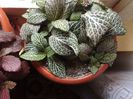 fittonia