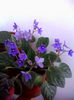 violeta