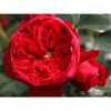 -Rose-Florentina catarator