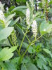 poate cineva sa spuna ce planta este?