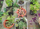 cactusul meu