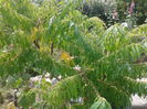 Otetar ornamental Rhus typhina ‘Laciniata’