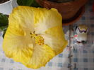 22 iunie 2014-flori 002