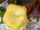 22 iunie 2014-flori 010