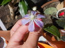 22 iunie 2014-flori 017