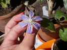 22 iunie 2014-flori 019