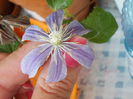 22 iunie 2014-flori 062