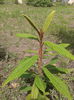 Viburnum rhytidophyllum , evergreen