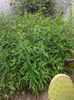 Aster - flori de toamna violet