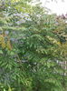 Koelreuteria paniculata - Otetarul galben
