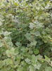 Agrisul