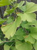Ginkgo biloba