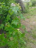 Arborele crocodil