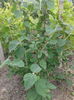 Viburnum lantana