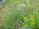 lavanda