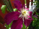niobe pierduta