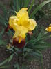 DSCF7018