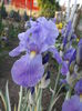 DSCF7022
