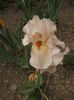 DSCF7069
