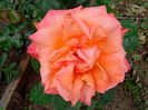 IMG_20140617_110845
