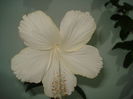 Dainty White