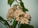 DSC09816
