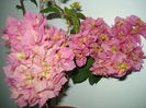 Pagoda Pink