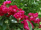 DSC05349