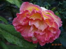 DSC05195