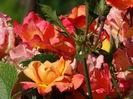 DSC05318