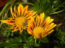 Gazania_Treasure Flower (2014, Jun.14)