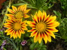 Gazania_Treasure Flower (2014, Jun.18)