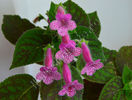 Kohleria Rongo