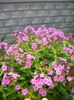 CIMG0051