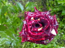 IMG_20140621_144547