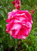 IMG_20140621_145407
