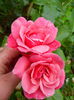 IMG_20140621_150443