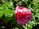 IMG_20140622_142847