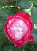 IMG_20140622_143540