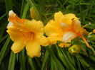 Hemerocallis Stella de Oro (2014, Jun.14)