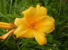 Hemerocallis Stella de Oro (2014, Jun.14)