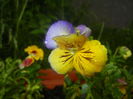 Pansy (2014, June 14)