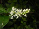 Ligustrum vulgare (2014, June 15)