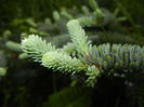 Abies procera Glauca (2014, May 14)