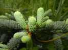 Abies procera Glauca (2014, May 14)