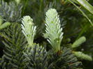 Abies procera Glauca (2014, May 14)