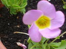 oxalis depressa