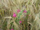 in natura 012